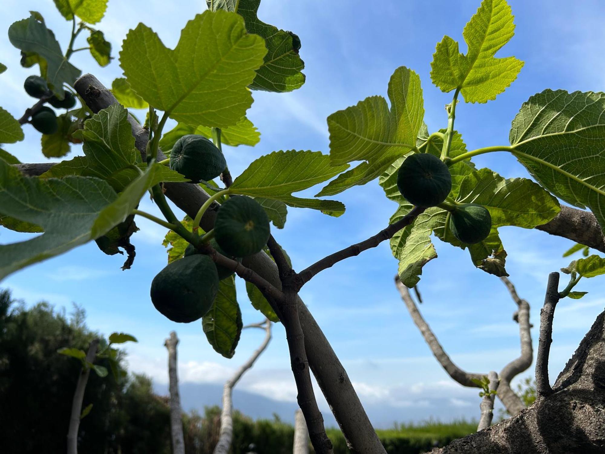 Villa Rustica En La Alpujarra - La Gualalla - Soportujar Carataunas Εξωτερικό φωτογραφία