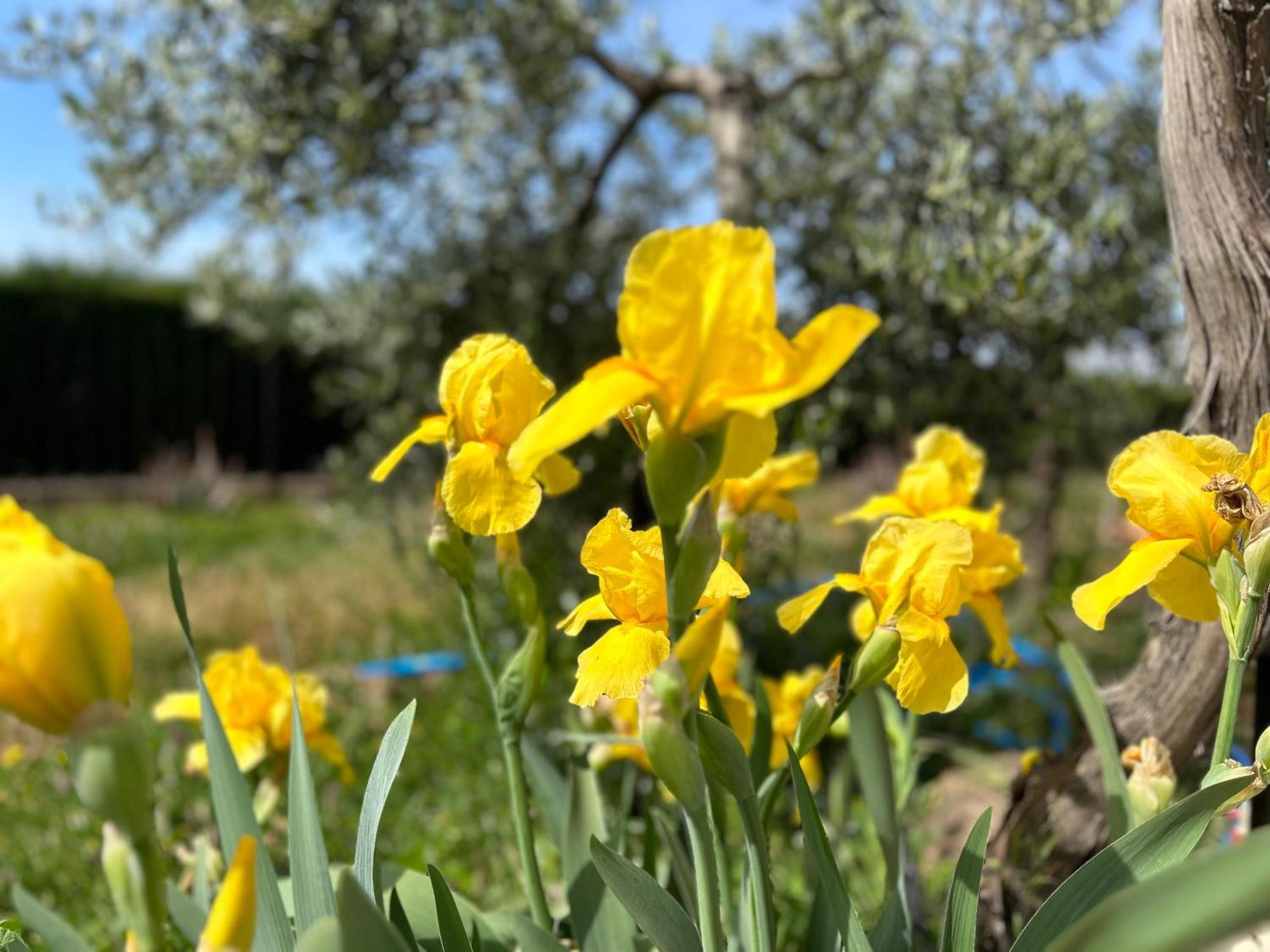 Villa Rustica En La Alpujarra - La Gualalla - Soportujar Carataunas Εξωτερικό φωτογραφία